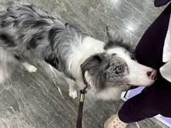 -宠爱国际动物医院· 猫科· 外科·中兽医(长白店)