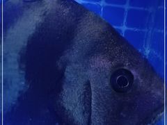 -望海潮海鲜店 特色家常菜(在海一方店)