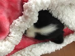 -翊宠yipet猫狗购宠庄园犬舍•猫舍