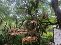 -广州长隆飞鸟乐园