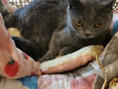 -飞行喵MR PILOT|猫舍·猫咖(静安大融城店)