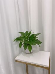 -久匠半永久纹眉
