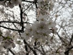 -武汉大学-樱园