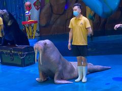 -烟台海昌鲸鲨海洋公园