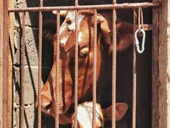 -回辉登偰氏面片(东莲花美食街店)