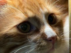 -平行世界·猫咖(首经贸店)