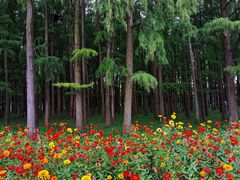 -上海共青森林公园