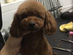 -超宠爱宠物摄影-Super pet