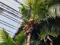 -北戴河集发农业梦想王国