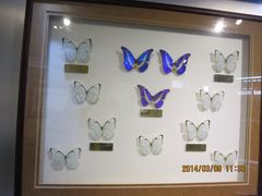 IMG_2882-上海昆虫博物馆