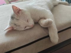 -乖乖宠物医院·猫科·急重症中心(车站北路分院)