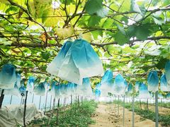 -海堤葡萄园中小学生研学基地