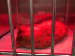 -邢大夫动物医院