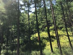 -塞罕坝国家级自然保护区