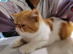 -飞行喵MR PILOT|猫舍·猫咖(静安大融城店)