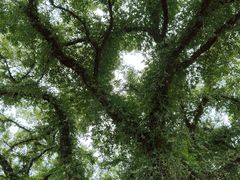 -星巴克(福州三坊七巷店)