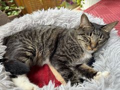 -臭鳜鱼人家·老字号徽菜