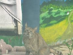 -青藏高原野生动物园