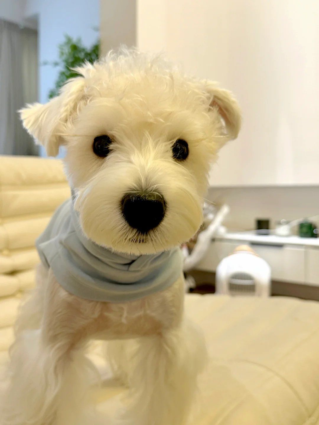 听说大鼻子小狗更聪明