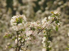-海棠花溪(元大都城垣遗址公园)
