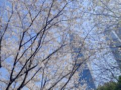 -陆家嘴中心绿地