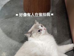 -瞄一喵猫咖(格力海岸店)