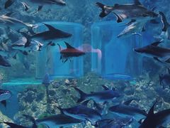 -海合安天津极地海洋公园