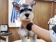 -鑫艺宠物美容培训学校