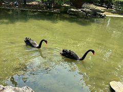 -黔灵山公园