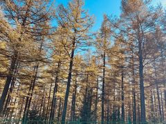 -塞罕坝国家级自然保护区