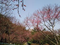 -重庆彩云湖湿地公园