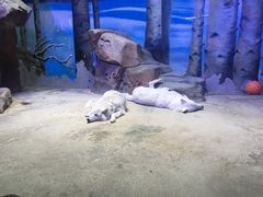 -芜湖新华联大白鲸海洋公园