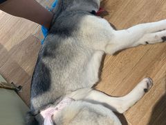 -Husky Go! 哈士奇体验馆·宠物咖啡厅狗咖