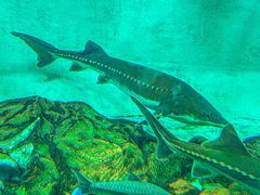 -太平洋海底世界