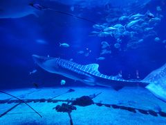 -烟台海昌鲸鲨海洋公园