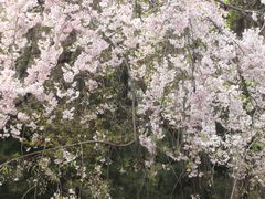 -西安青龙寺遗址景区