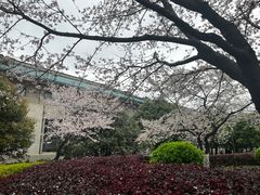 -武汉大学-樱园