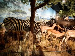 -陕西自然博物馆