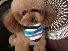 -多卡布奇宠物生活馆(上林世家店)