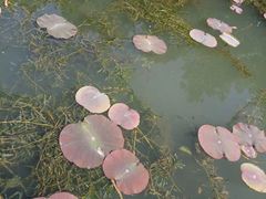 -金鸡湖桃花岛