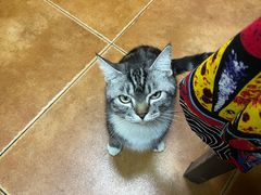 -弘烨 贵州酸汤 鱼火锅(东财店)