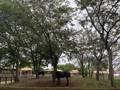 -苏州太湖西山岛开心农场