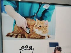 -御宝贝·A梦猫科宠物医院(国际猫友好医院)