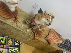 -猫色咖啡·猫咖