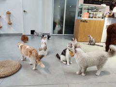 -Heymao猫咖.咖啡厅(东门店)