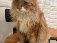 -平行世界·猫咖(首经贸店)