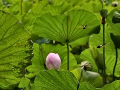 -莲花池公园