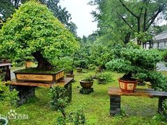 -扬州大运河文化旅游度假区·盆景园