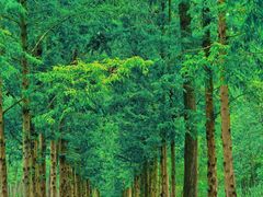 -合肥滨湖国家森林公园