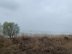 -合肥滨湖国家森林公园